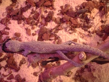 Spiny Tailed Gecko - Strophurus asimilis, female
