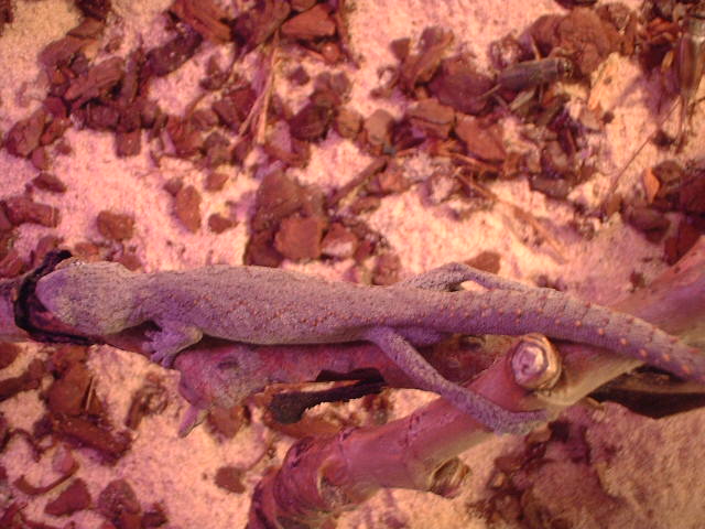 Spiny Tailed Gecko - Strophurus asimilis, female