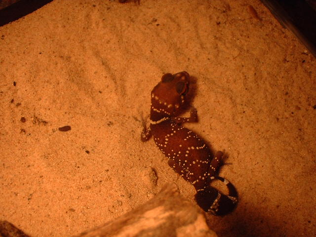Barking Gecko -  Nephrurus/Underwoodisaurus milli