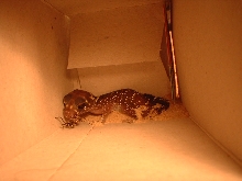 Barking Gecko - Nephrurus/Underwoodisaurus milli