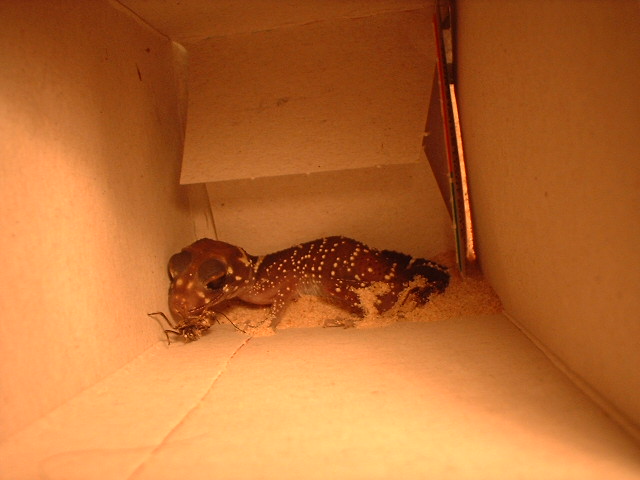 Barking Gecko - Nephrurus/Underwoodisaurus milli