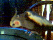 Freddy looking at himself