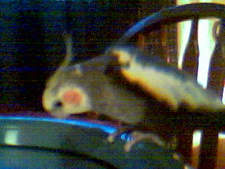 Freddy looking at himself
