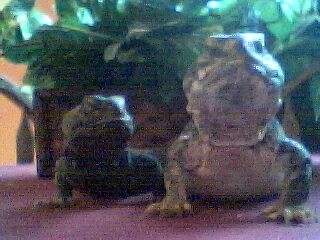 Maxine_Max 2003