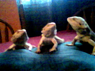 Tobey,Tinny,Chubby