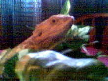 Tobey 2003