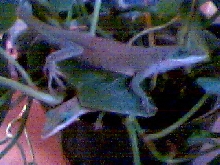Adam_Eve