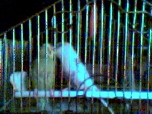 Prissy @Pretty_Boy