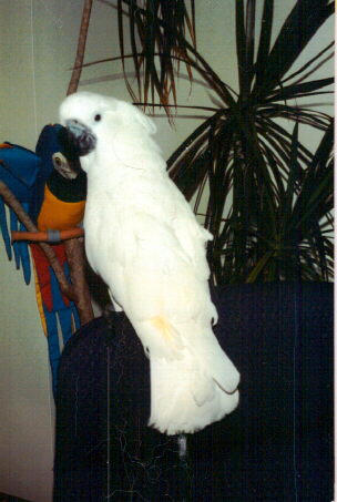Buddi