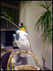 Buddi on her office perch