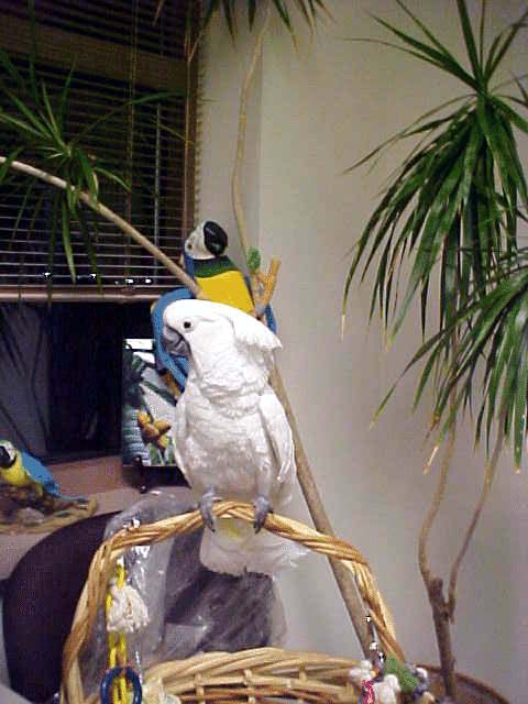 Buddi on her office perch