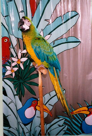 Julio Valentino