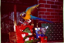 Shelby enjoys Christmas