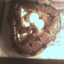 Poss het albino