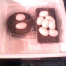 Our 1st clutch