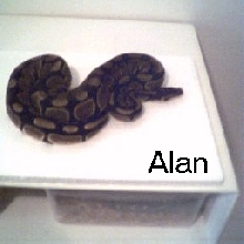 another male ball