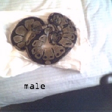 female ball