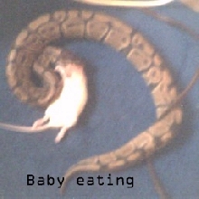 our   baby   eating