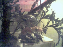 MY 1st lil gecko