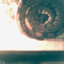 Gravid Poss. Het Albino