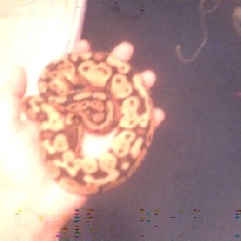 Our 1st Pastel