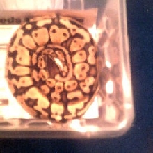 Male pastel