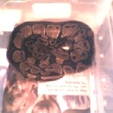 female   blackback