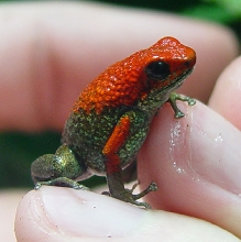 Female Granni