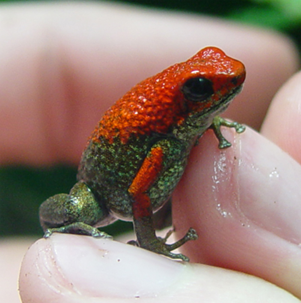 Female Granni