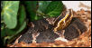 agkistrodon b taylori