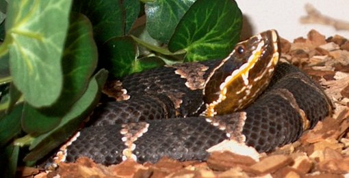 agkistrodon b taylori