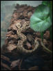 "Vipera ammodytes montandoni"