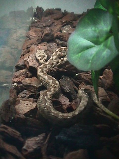 "Vipera ammodytes montandoni"