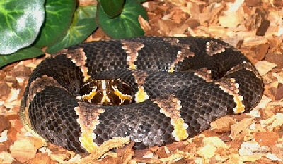 Taylori