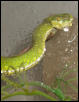 T. Albolabris