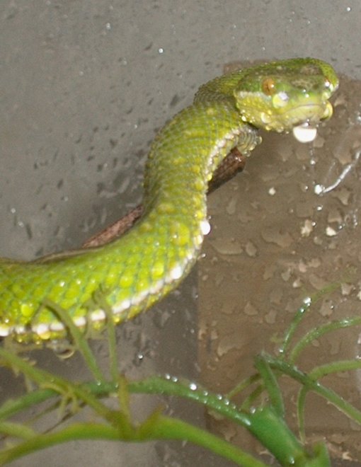 T. Albolabris