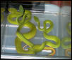 T. Albolabris