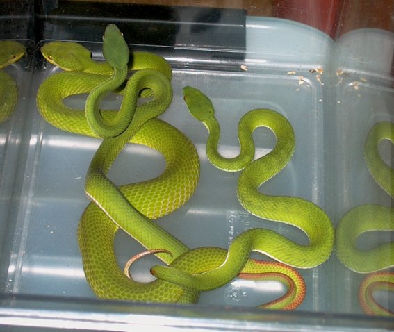 T. Albolabris