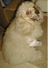 Scruffles in cast