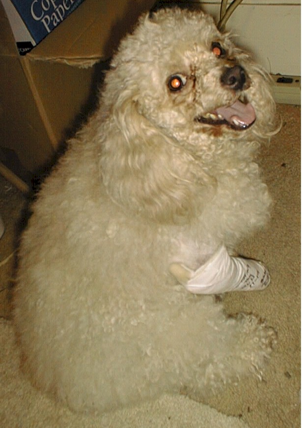 Scruffles in cast
