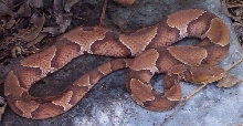 Southern Copperhead