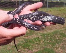 Female Buttermilk Racer 2