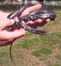 Female Buttermilk Racer