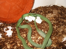 Boiga cyanea