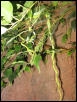 A.prasina copulation