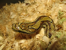 Elaphe bimaculata