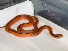 E.porphyracea vaillanti, Tam Dao, Vinh Phu province, Vietnam