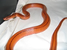 E.porphyracea vaillanti, Tam Dao, Vinh Phu province, Vietnam