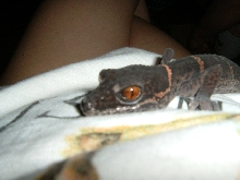 gecko_gal