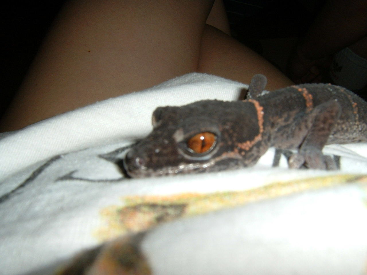 gecko_gal